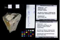 Foto (Objekt + Etikett) von Longodromites ovalis (Moericke, 1897)  (NHMW-GEO-1990-0041-0411)